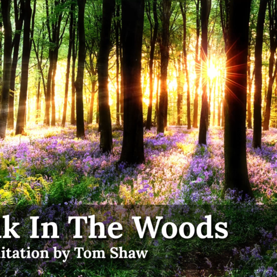 A Walk In The Woods ~ Live Meditation