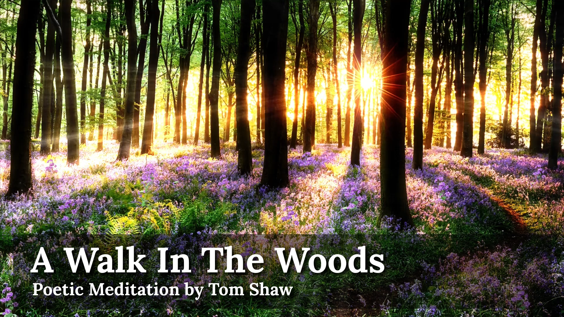 A Walk In The Woods ~ Live Meditation